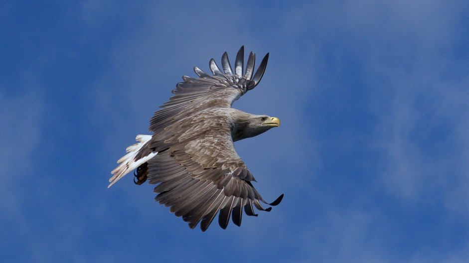White tailed Eagle by Jeff Smith