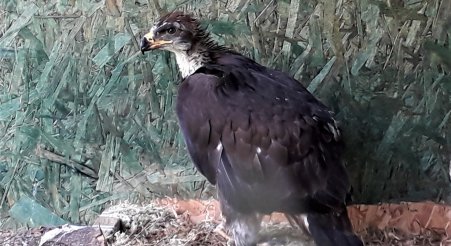 Eaglets Blog #2: Emily in the aviaries