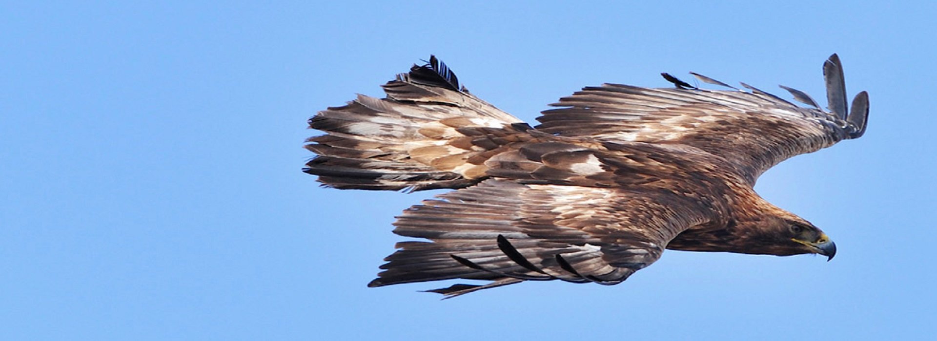 Adult Golden Eagle in flight