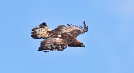 Another Eagle sighting in Southern Scotland