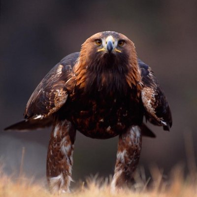 Adult Male Golden Eagle