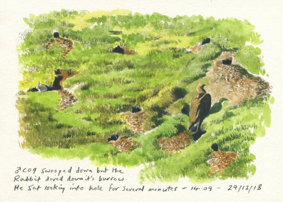 Sketch of Edward (C09) hunting rabbits by John Wright