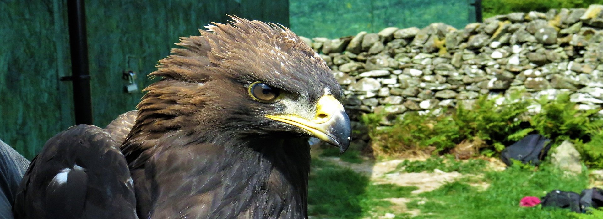 Edward the young male Eagle from the first release