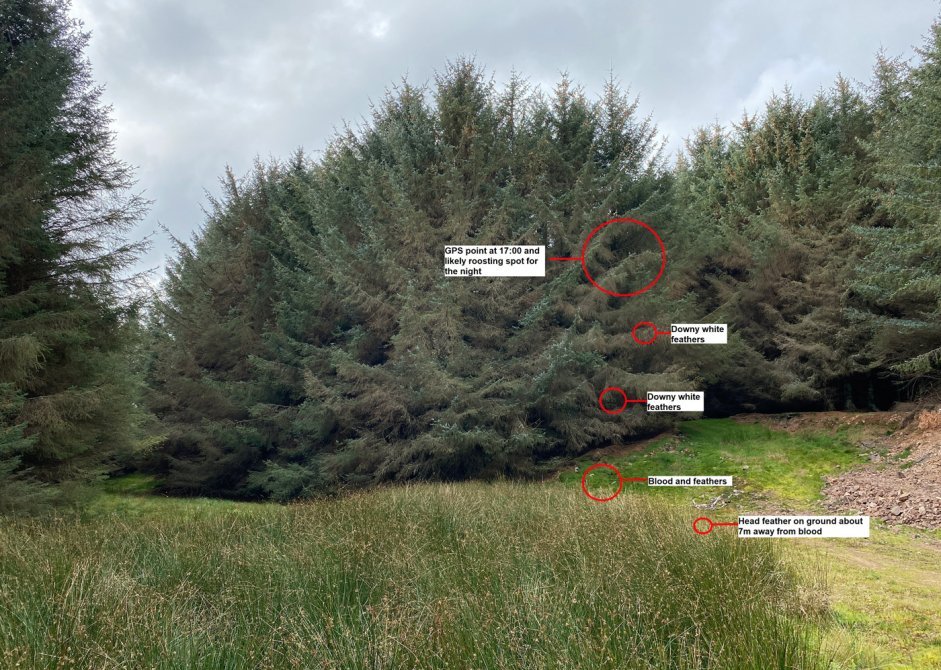 Merrick tree at site - John Wright