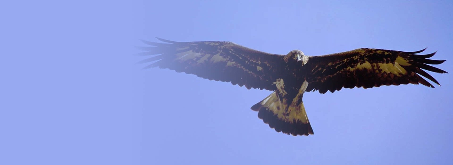 Eagle soaring and looking down
