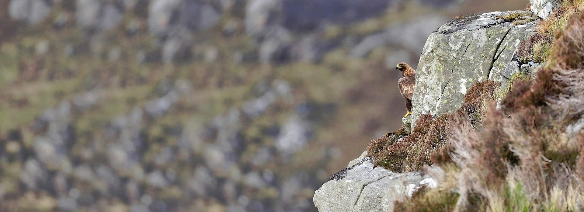 A Golden Eagle peering around the corner of a rock