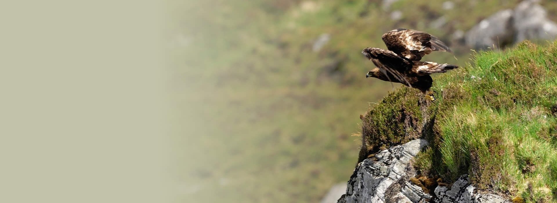 A golden eagle taking off from a cliff ledge