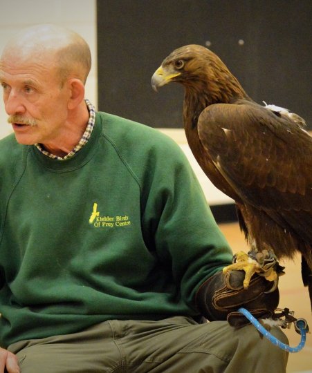 Falconer, Ray Lowden from Kielder Bird of Prey Centre with his Golden Eagle, Mac.