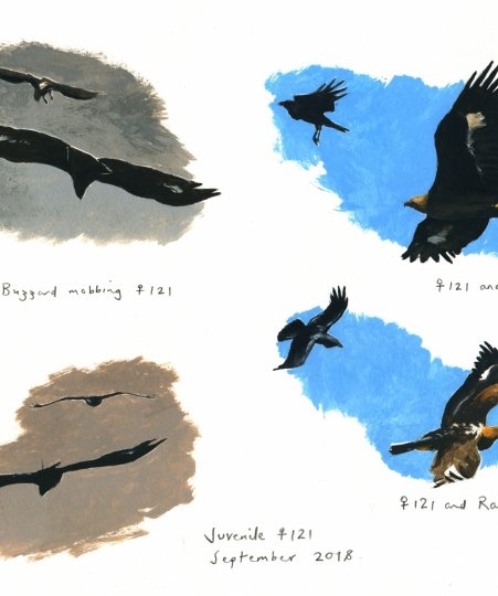 Golden Eagle Paintings