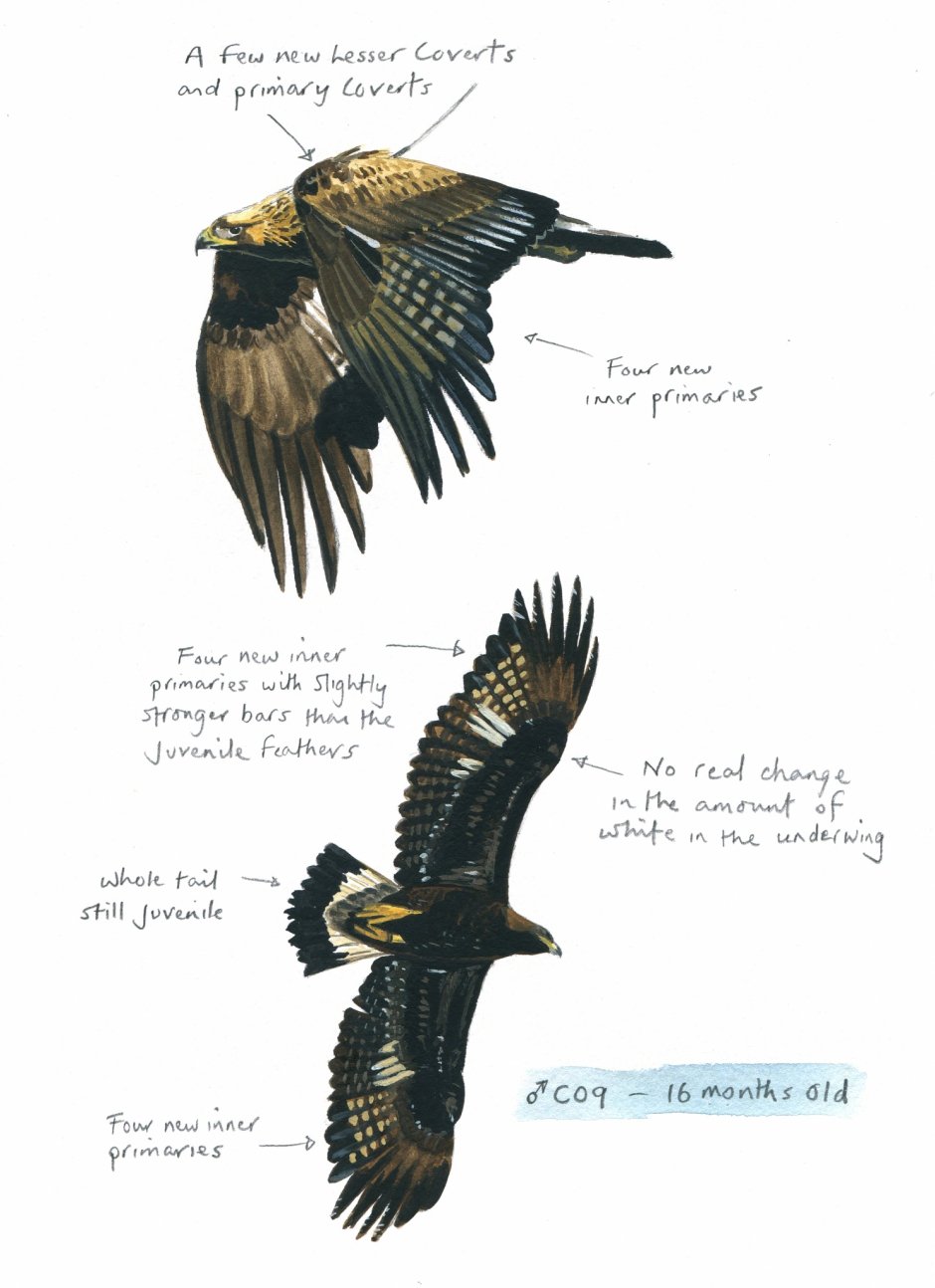 Sketches of eagles in molt