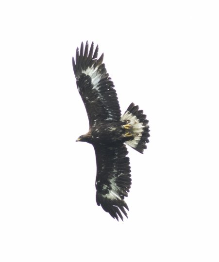 Beaky (C11) soaring with clear view of sub-adult white feather patches on underwing and tail