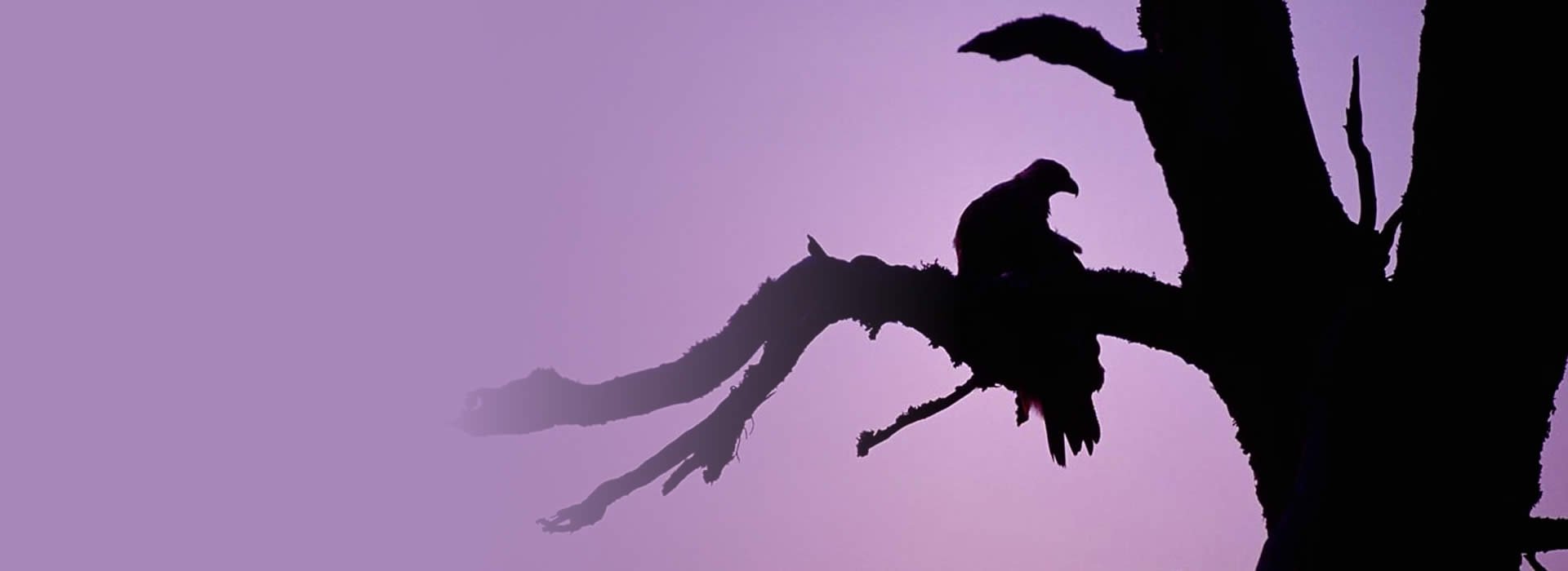 Eagle silhouette - Laurie Campbell
