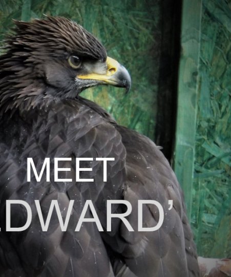 Meet Edward