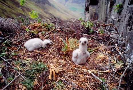 An eagle eyrie with twin chicks