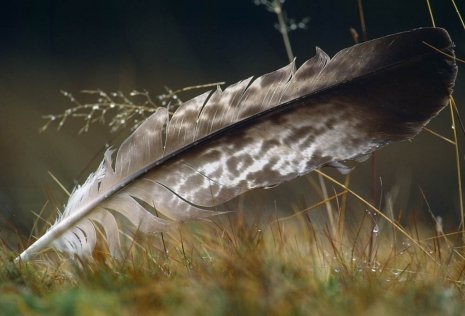 Eagle feather