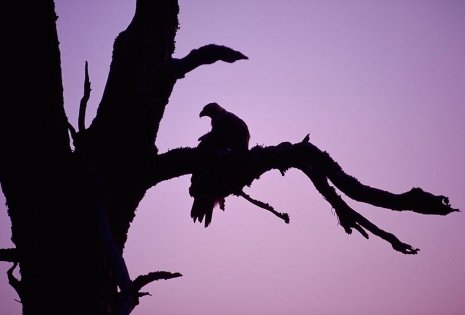Golden Eagle roosting in the branches of a dead tree at dusk