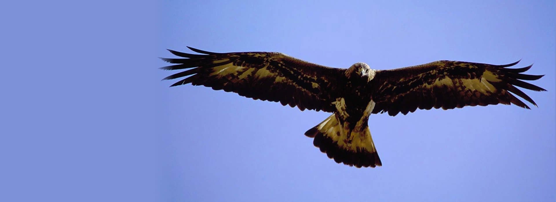 Close up of a soaring golden eagle