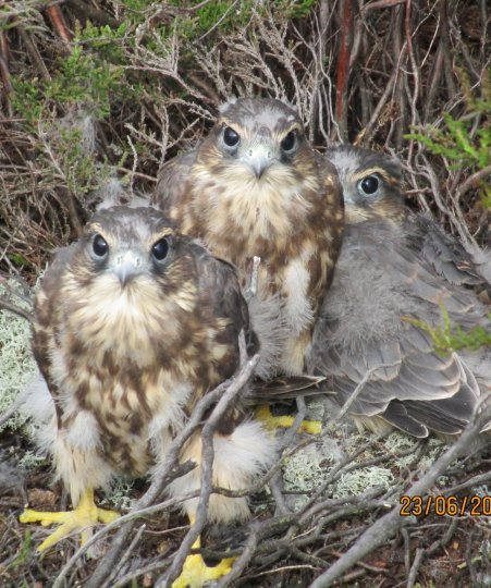 Young Merlins in nest - Mike Marchant