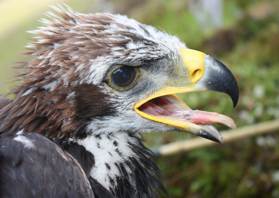 Young Golden Eagle