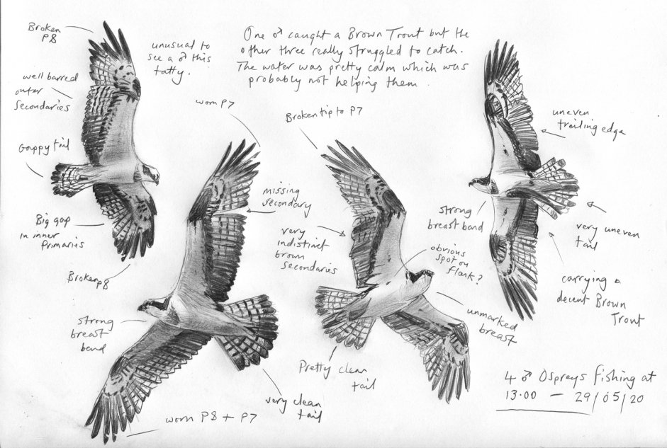 Ospreys by John Wright