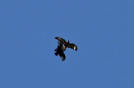 Buzzard mobbed by Carrion Crow