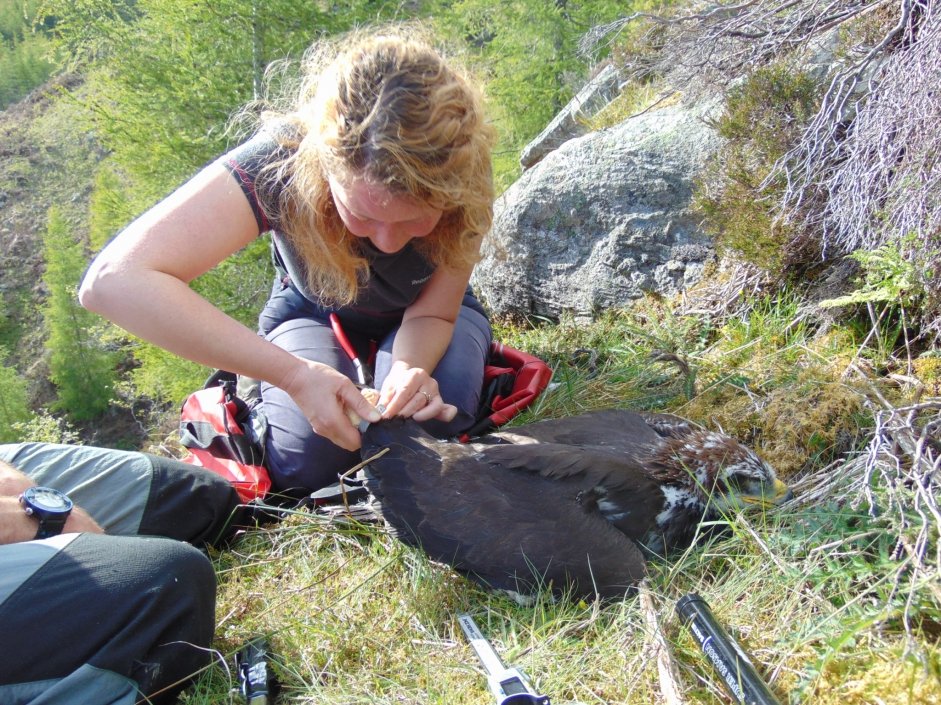 Andrea ringing a young Golden Eagle