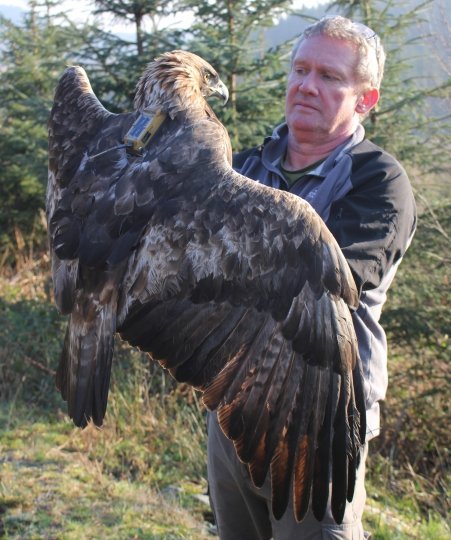 Dave Anderson with adult male Golden Eagle