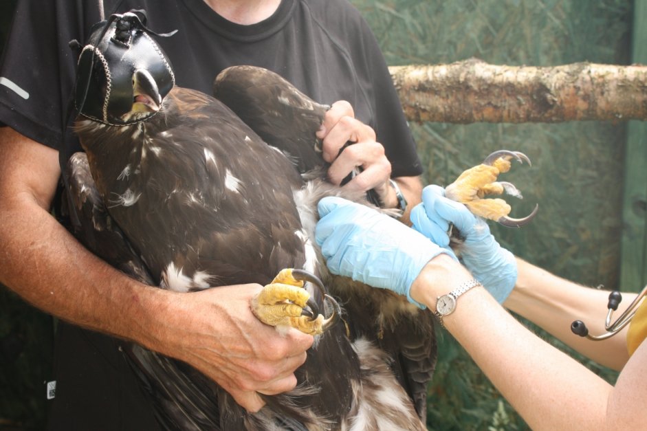 Gidona performing health checks on an Eagle