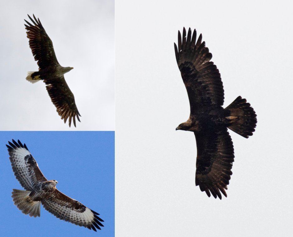 Golden Eagle (right) with White tailed Eagle (top left) and Common Buzzard (bottom left)