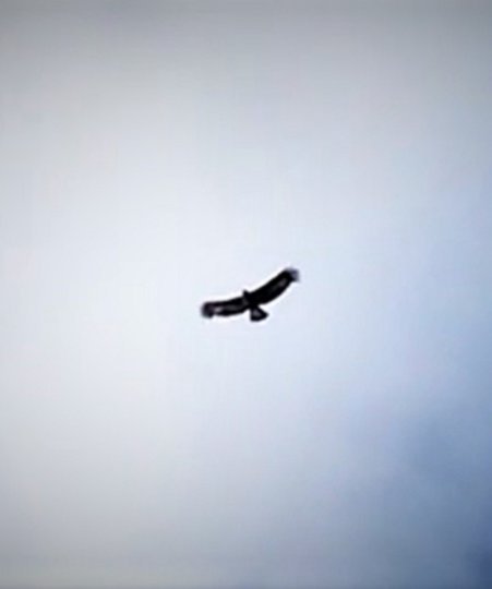 Do you think you've seen an Eagle?