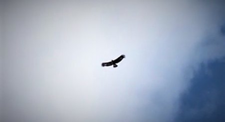 Do you think you've seen an Eagle?