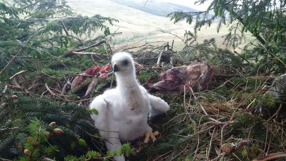 2 (and a bit) week old Eaglet