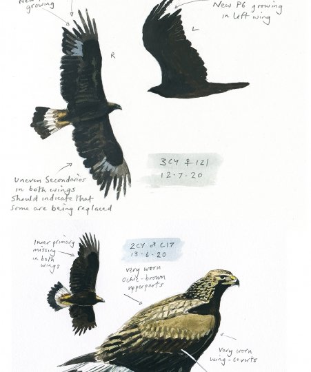 The Wright Strokes #6 - Sketches from Eagle Country