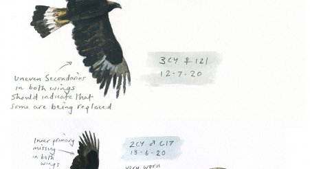 The Wright Strokes #6 - Sketches from Eagle Country