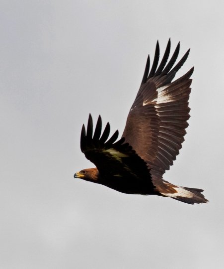 Emily in flight