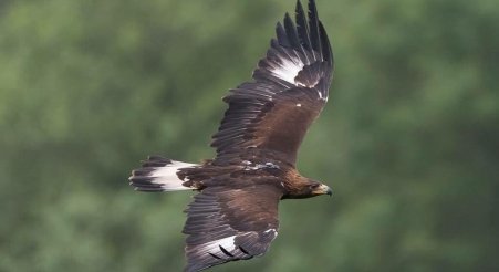 Your chance to help to return Eagles to Welsh Skies