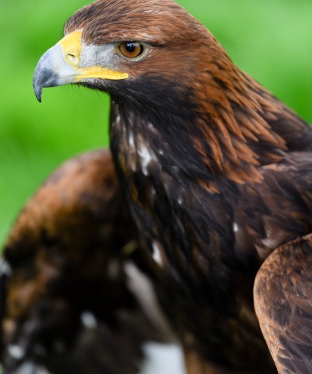 Golden Eagle - Ian Georgeson