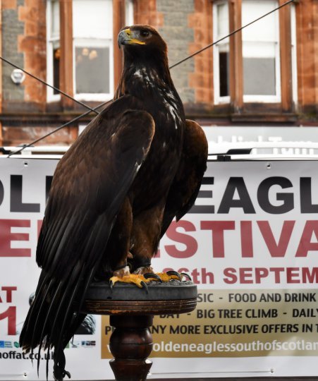 Sapphire the female Golden Eagle (Falconry Bird)