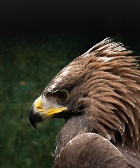 Pw Ssgep Eagle Tagging 73