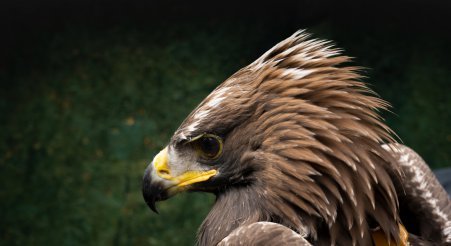 ITV Borders welcome the new Eagles