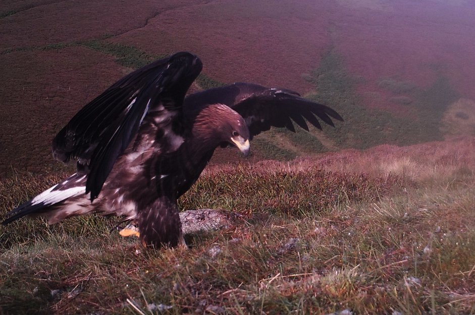 Beaky (C11) arriving at a food provision site