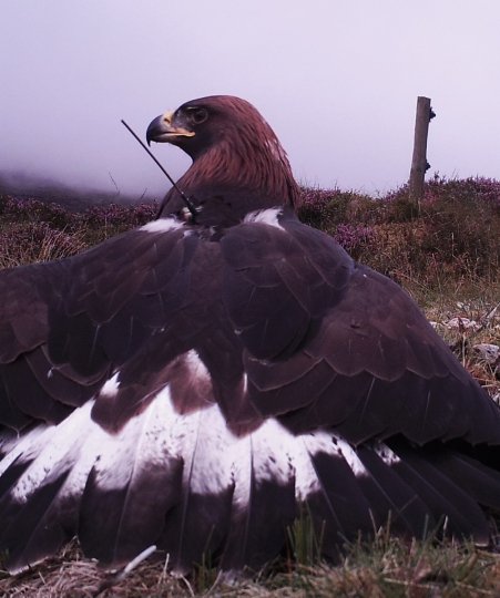 Eagle Update