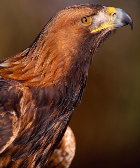 Golden Eagle - Laurie Campbell