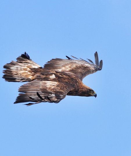 Golden Eagle by Laurie Campbell