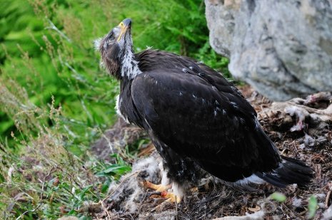 Eaglet in eyrie