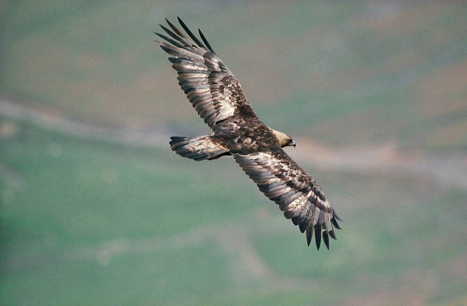 Golden Eagle - Laurie Campbell