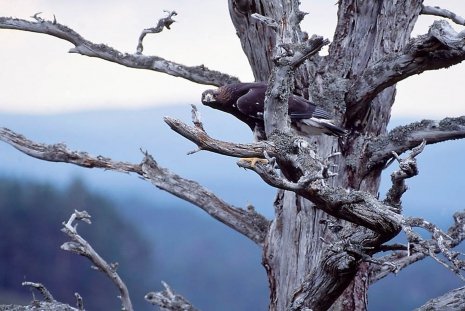 Juvenile Eagle in tree