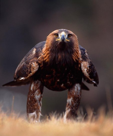 Male Golden Eagle