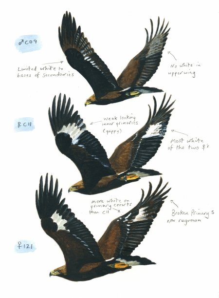 Identifying the individual Eagles