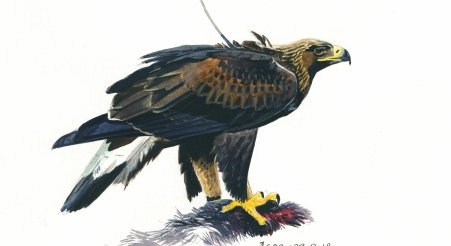 Merry Christmas from the South of Scotland Golden Eagle Project